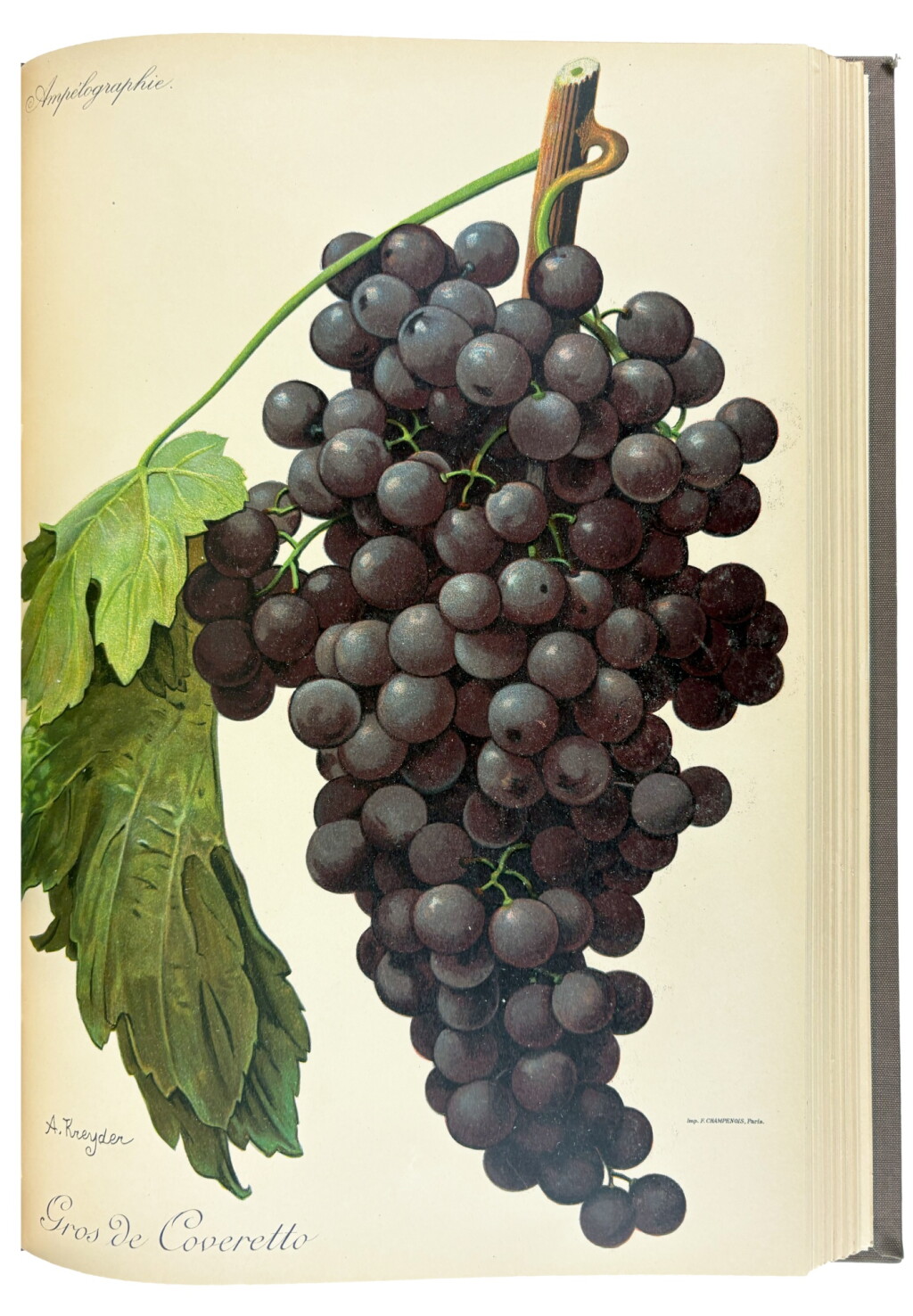 View full screen - View 1 of Lot 1097. (Viticulture) — Pierre Viala | A comprehensive, extensively illustrated survey of grape varieties worldwide.