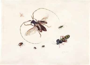 View full screen - View 1 of Lot 81. Study of seven insects.