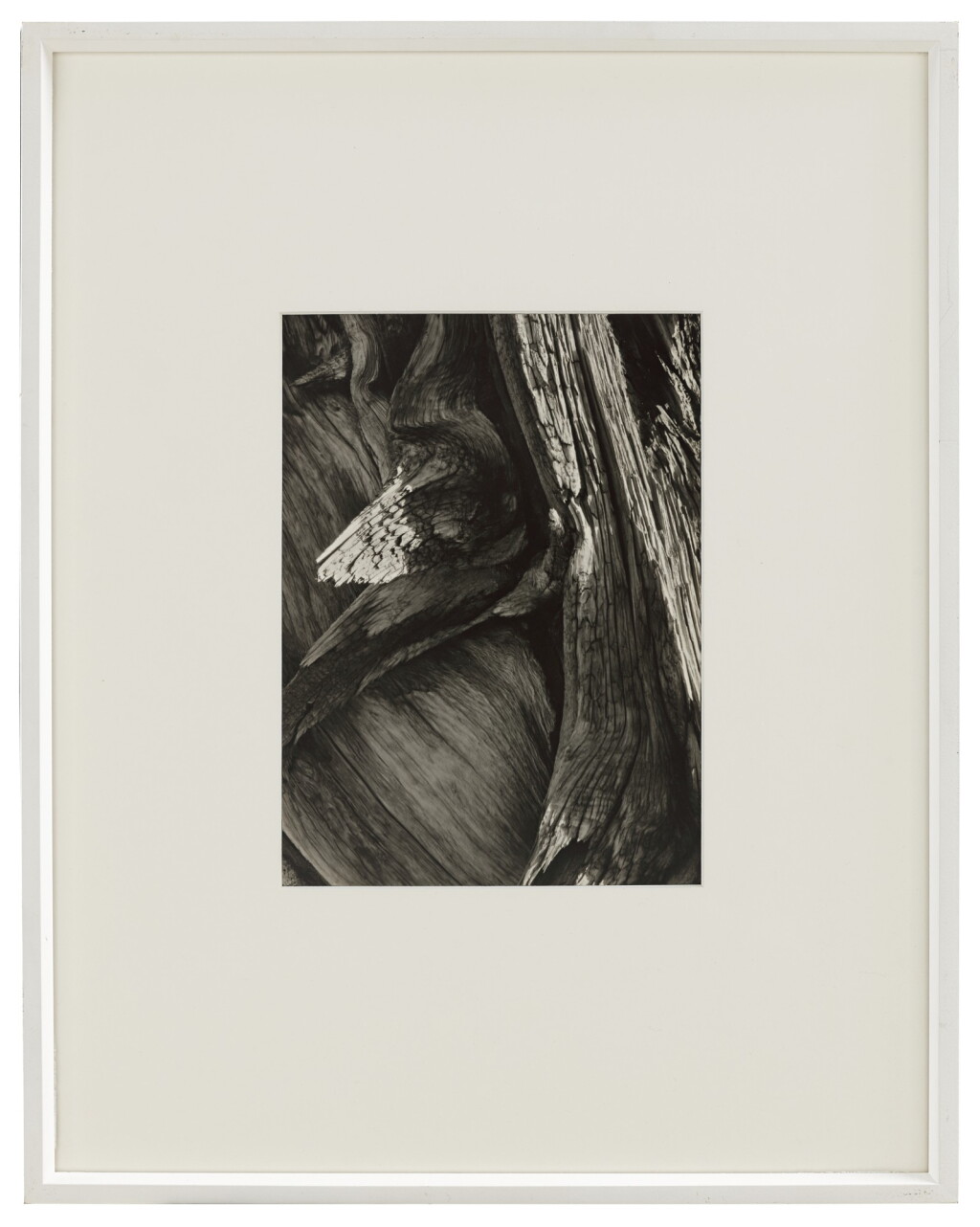 View full screen - View 1 of Lot 94. Juniper Tree Detail, Sequoia National Park.