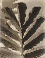Leaf Pattern