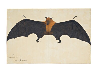 View full screen - View 1 of Lot 14. A Great Indian Fruit Bat or Flying Fox (Pteropus Giganteus), from the Impey Album, signed by Bhawani Das, Company School, Calcutta, circa 1778-83.