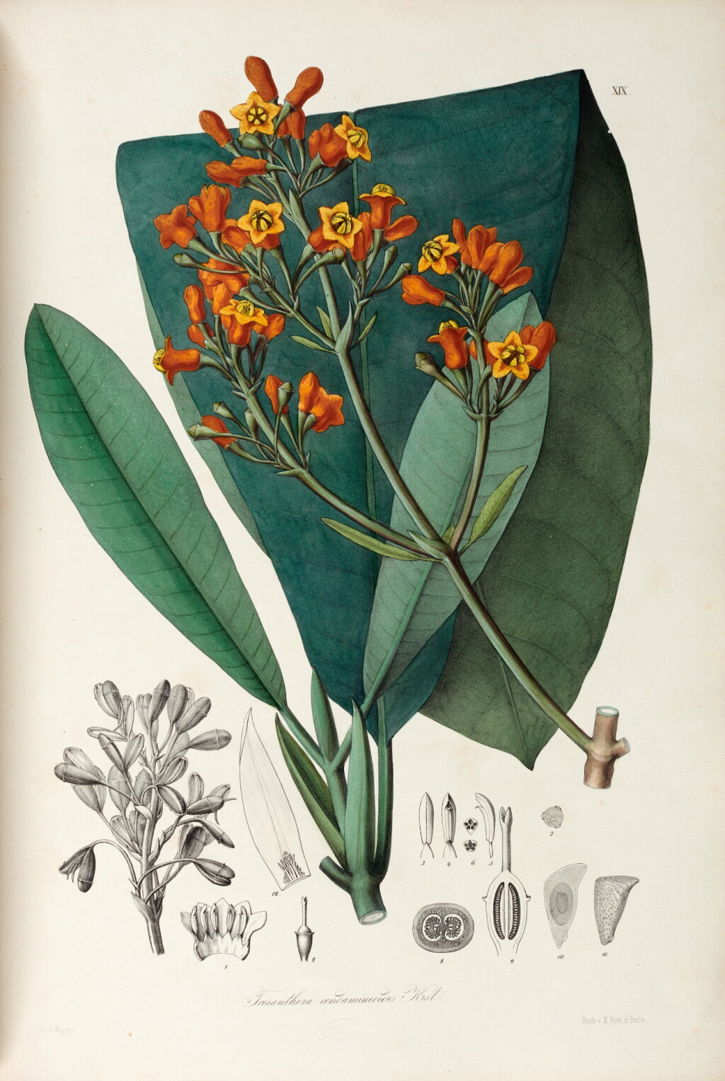 View full screen - View 1 of Lot 384. Karl Heinrich Gustav Hermann Karsten | Florae Columbiae, 1858-61, 2 vols, nineteenth-century green half morocco.