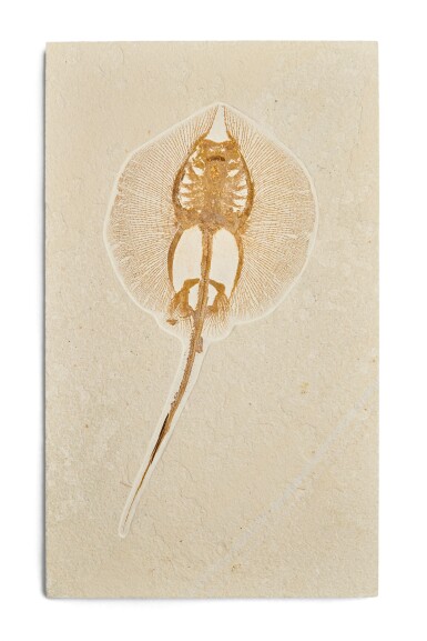 View full screen - View 1 of Lot 219. Stingray Skeleton Fossil.