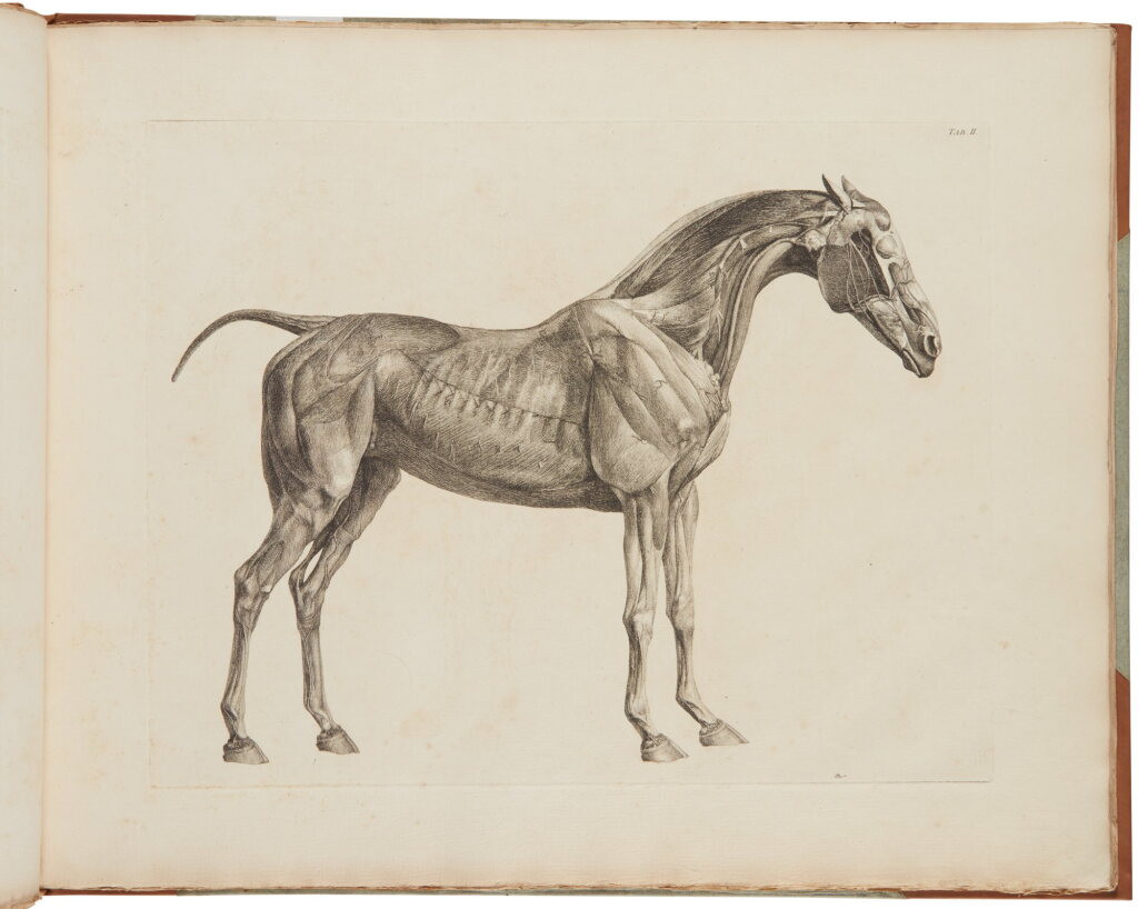 View full screen - View 1 of Lot 1047. Stubbs, George | A landmark work in the study of equine anatomy.
