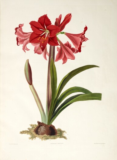 View full screen - View 1 of Lot 287. Priscilla Bury | A Selection of Hexandrian Plants, London, 1831, modern red half morocco.