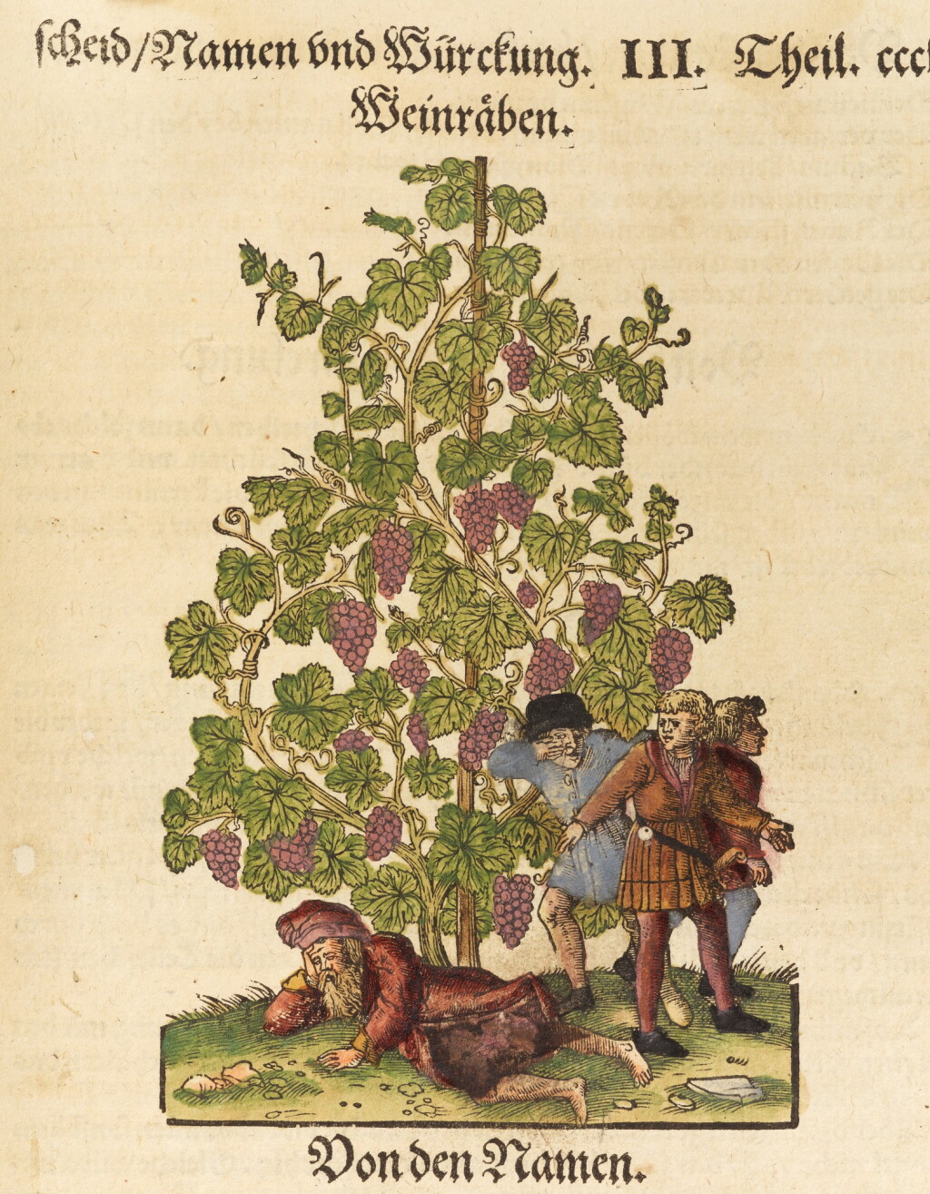 View full screen - View 1 of Lot 51. Bock, Kreuter Buch, Strassburg, 1560, modern reused vellum.