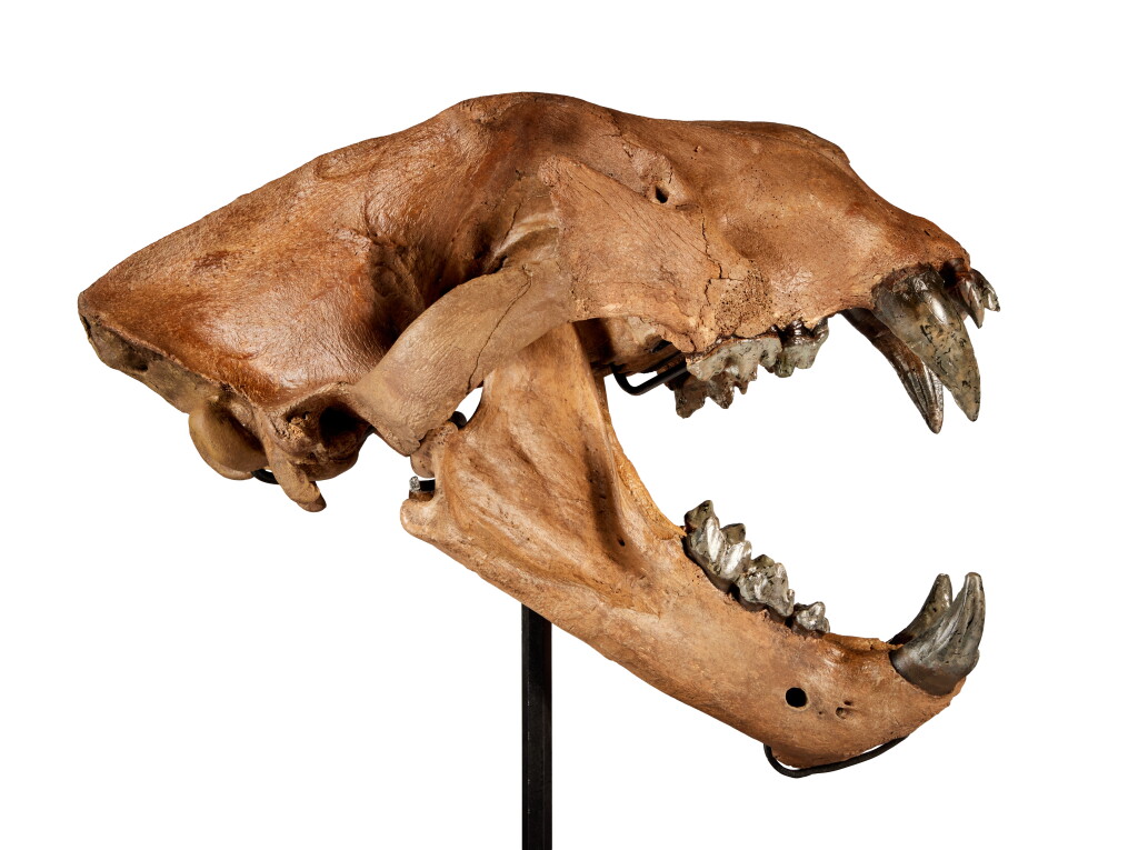 View full screen - View 1 of Lot 235. Extinct American Lion Skull.