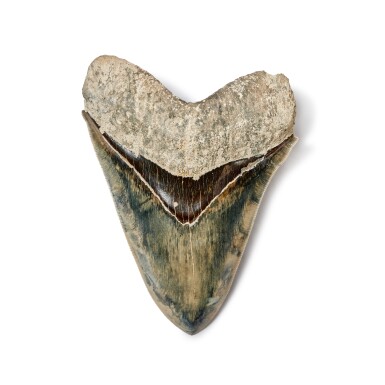 View full screen - View 1 of Lot 229. Megalodon Shark Tooth — Georgia.