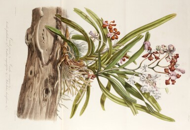 View full screen - View 1 of Lot 25. Blume | Flora Javae, 1828-1858; Rumphia, 1835-1848, together 8 volumes (bound in 7), green half morocco.