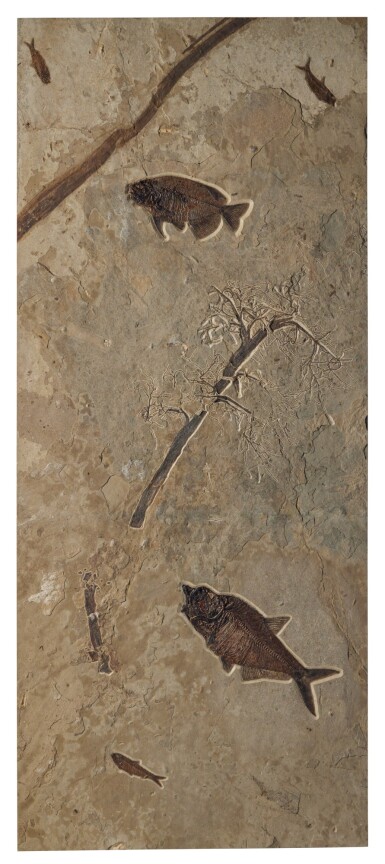 View full screen - View 1 of Lot 34. Fossil Palm Flower Stem With Fish.