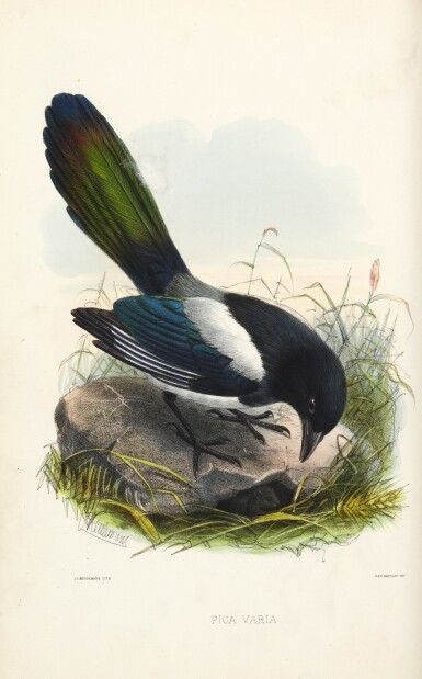 View full screen - View 1 of Lot 23. Keulemans | A Natural History of Cage Birds, 1871.