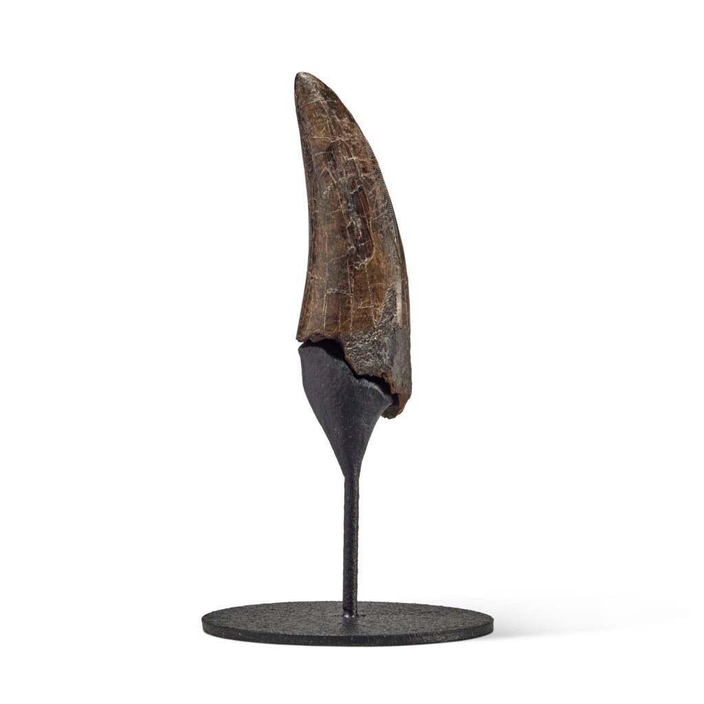 View full screen - View 1 of Lot 22. Tyrannosaurus Rex Tooth.