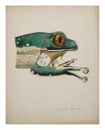 ORANGE-EYED TREE FROG