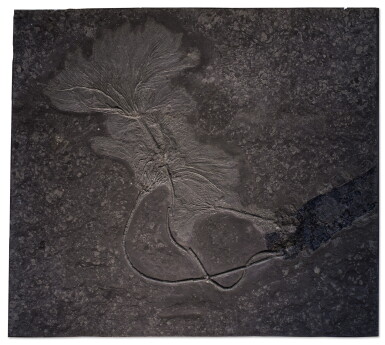 View full screen - View 1 of Lot 49. A DOUBLE FOSSIL SEA LILY PLAQUE.
