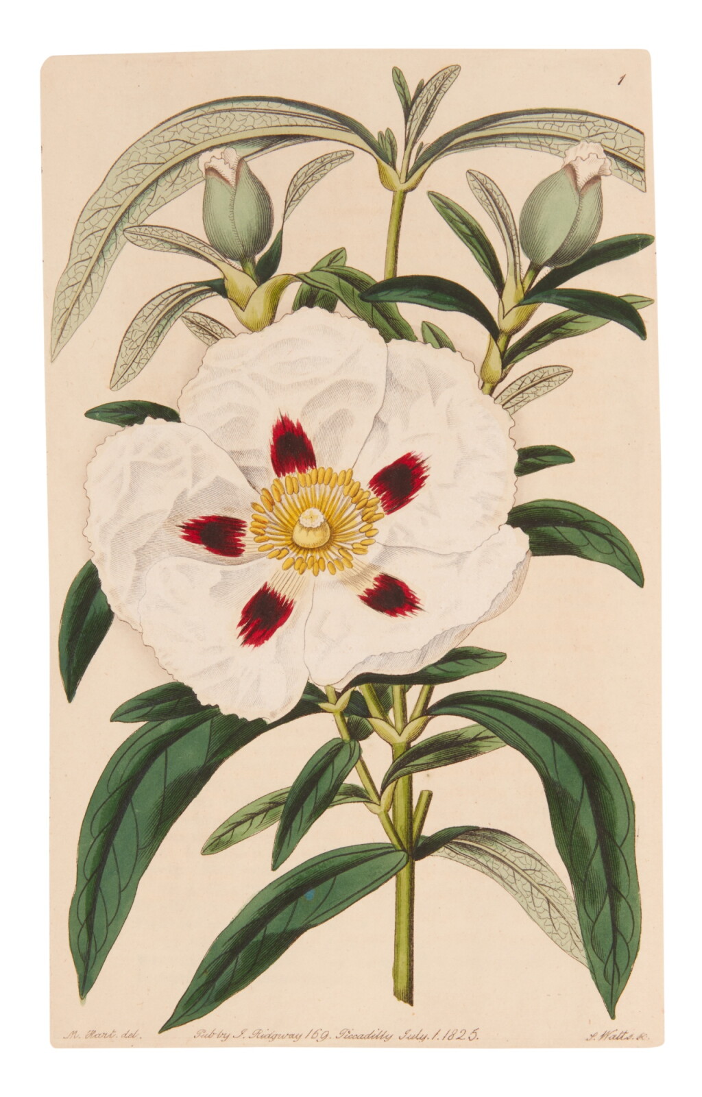 View full screen - View 1 of Lot 92. Robert Sweet | Cistineae. The natural order of cistus, or rock-rose, 1825–1830.