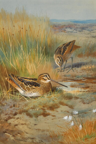 View full screen - View 1 of Lot 140. A Pair of Snipe (Gallinago Gallinago) .