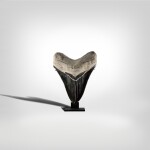 Megalodon Shark Tooth