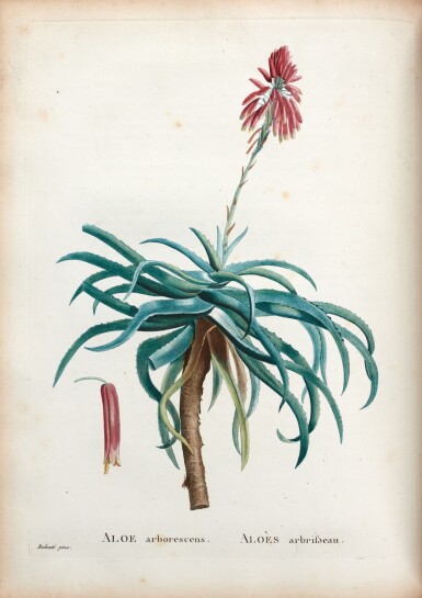 View full screen - View 1 of Lot 288. A.P. de Candolle and P.-J. Redouté | Plantarum succulentarum historia, Paris, 1799, 2 vols, contemporary red morocco.