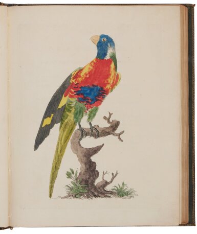 View full screen - View 1 of Lot 1021. Brown, Peter | "New, Curious, and Non-Descript Birds, with a Few Quadrupeds, Reptiles, and Insects.".
