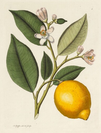 View full screen - View 1 of Lot 172. August Pfeiffer | Magasin für Blomster-Älskare och Idkare af Trägårds-Skötsel, 1803.