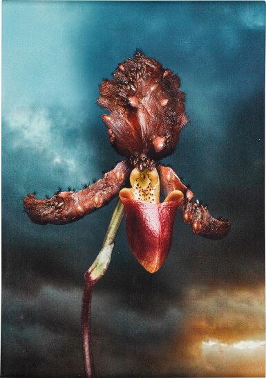 View full screen - View 1 of Lot 209. MAT COLLISHAW | INFECTIOUS ORCHID 02.