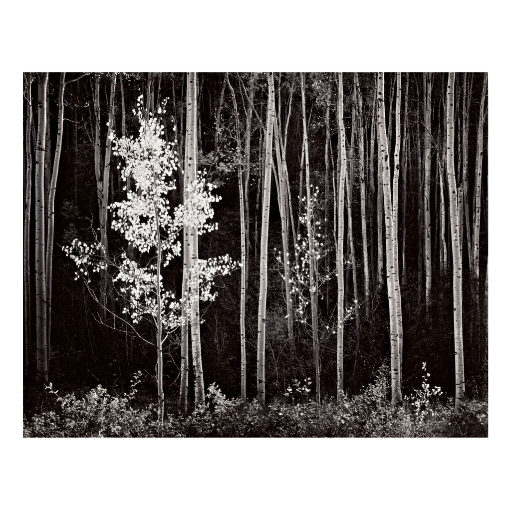 View full screen - View 1 of Lot 128. ANSEL ADAMS | 'ASPENS, NORTHERN NEW MEXICO'.