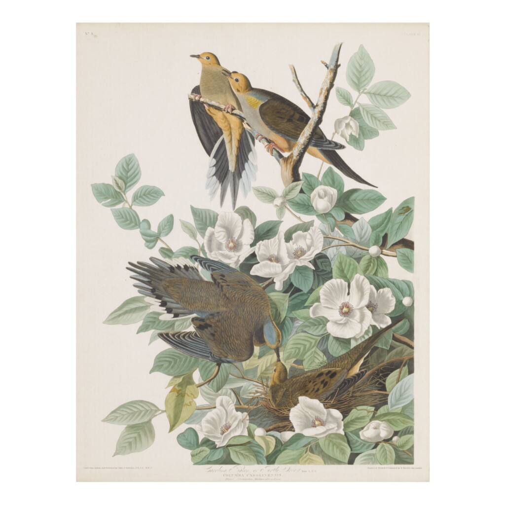 View full screen - View 1 of Lot 1778. JOHN JAMES AUDUBON (AFTER) | CAROLINA PIGEON, OR TURTLE DOVE (PLATE 17).