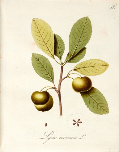 View full screen - View 1 of Lot 387. Johann Simon Kerner | Darstellung vorzüglicher ausländischer Baeume und Gestraeuche, Tübingen, 1796.
