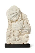 Plaque of Fossilized Saint-Jacques Shells