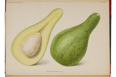 View full screen - View 1 of Lot 1119. Linden, Lemaire, Verschaffelt, et al | A rare complete run of L'illustration horticole.