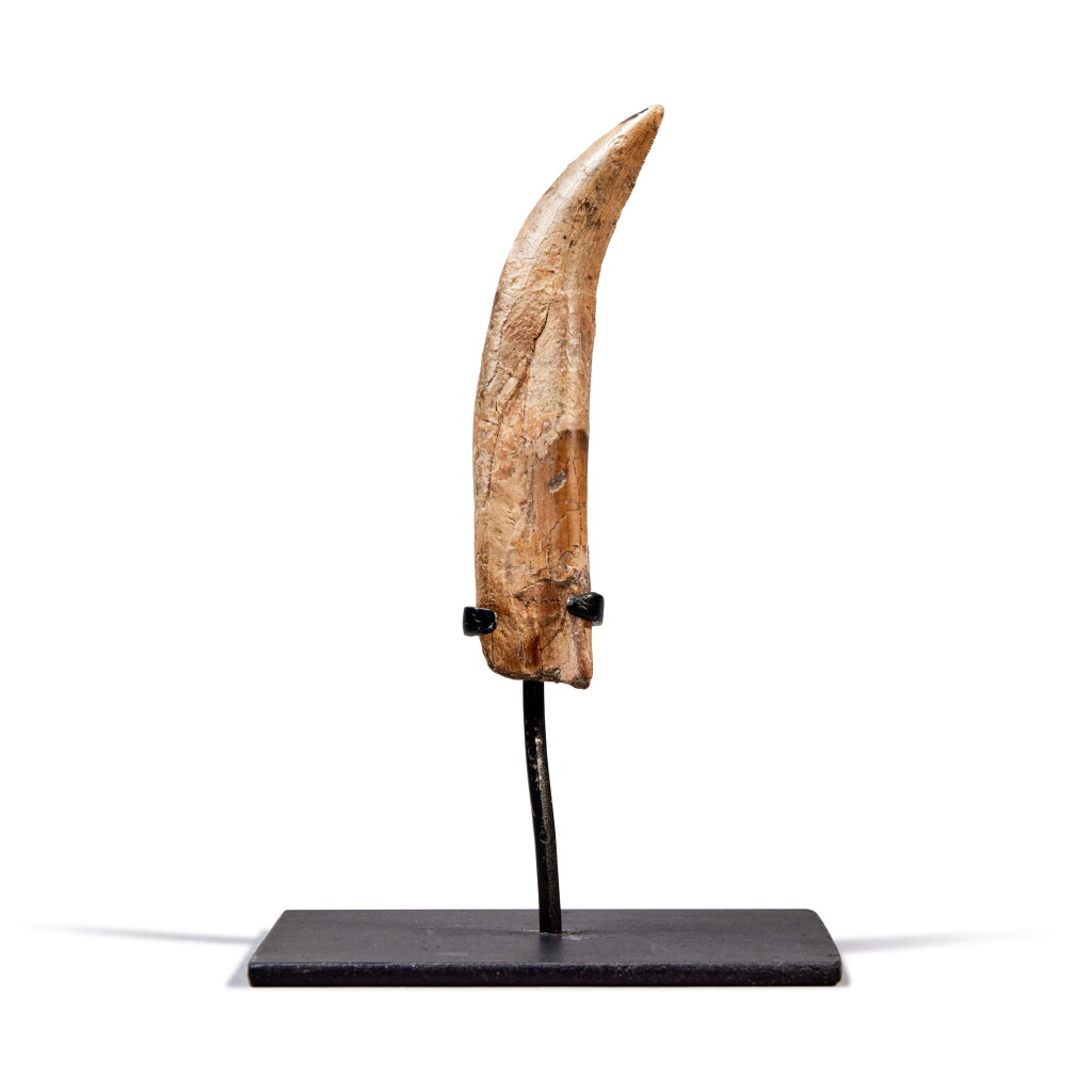 View full screen - View 1 of Lot 203. Nanotyrannus Complete Rooted Tooth.