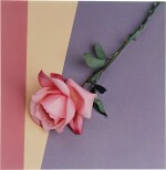 ROBERT MAPPLETHORPE | 'ROSE'