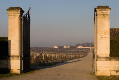 View full screen - View 1 of Lot 309. Château d'Yquem 2015 (6 BT).