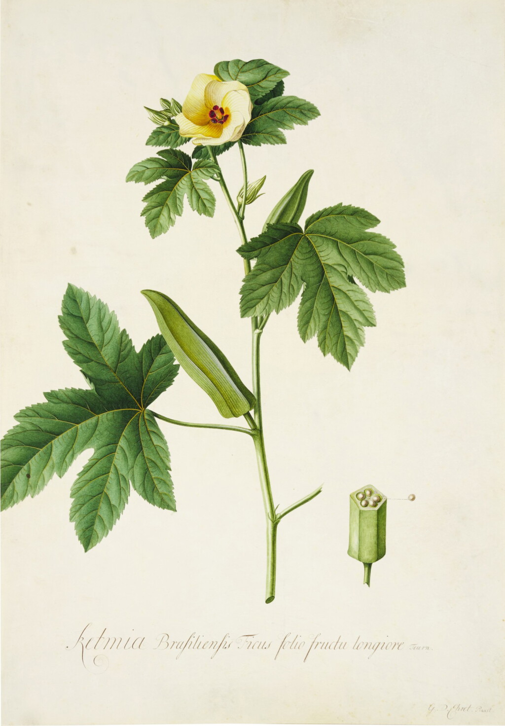 View full screen - View 1 of Lot 155. The Brazilian Hibiscus.