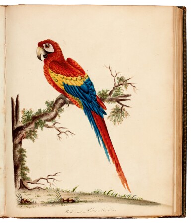 View full screen - View 1 of Lot 38. HAYES, W. | Portraits of Rare and Curious Birds, London 1794.
