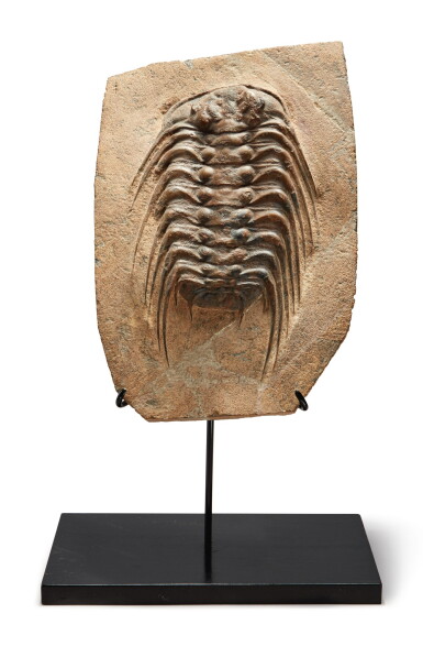 View full screen - View 1 of Lot 26. A LARGE TRILOBITE.