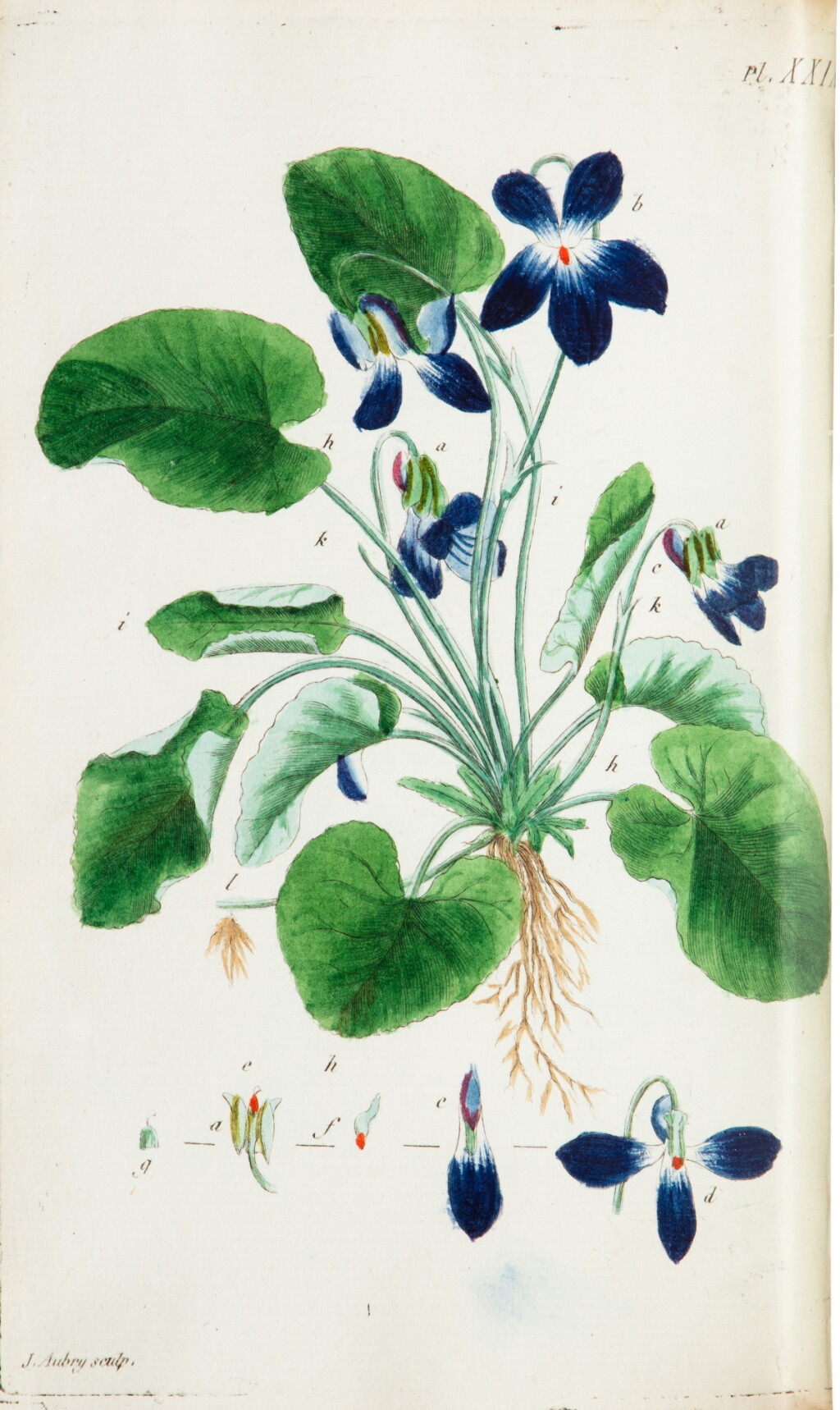 View full screen - View 1 of Lot 526. Lettres élémentaires sur la Botanique. 1789. 3 vol, maroquin vert de la duchesse Berry. 44 planches en coul..