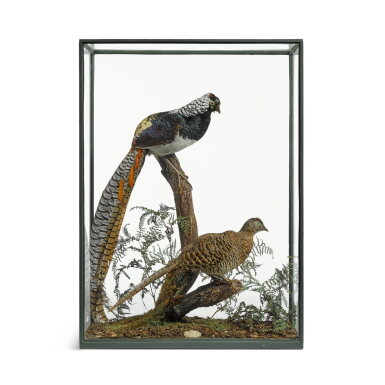 View full screen - View 1 of Lot 131. A pair of Lady Amherst Pheasants (Chrysolophus amherstiae) by Rowland Ward of Piccadilly, London, 1931.