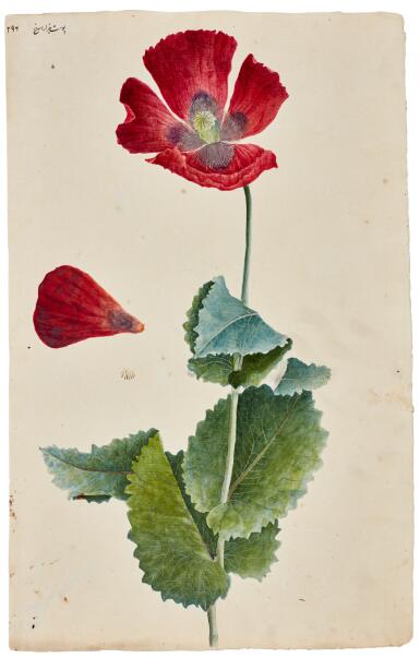 View full screen - View 1 of Lot 199. Fourteen botanical studies, India, Company School, late 18th century.