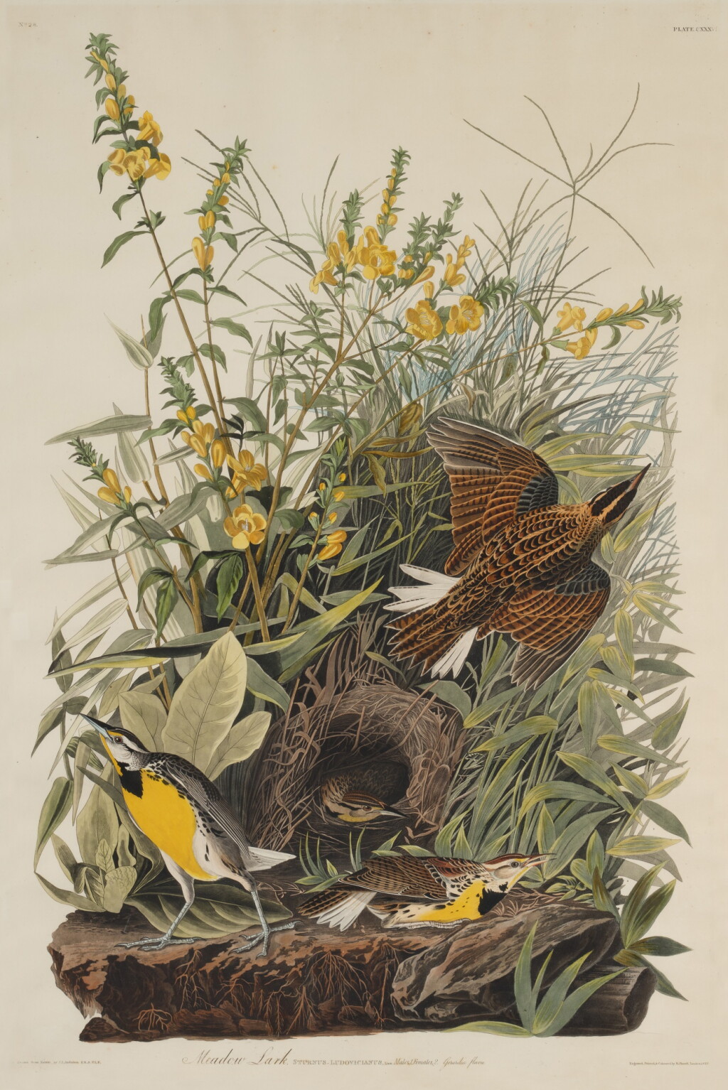 View full screen - View 1 of Lot 212. Meadow Lark (Plate CXXXVI).