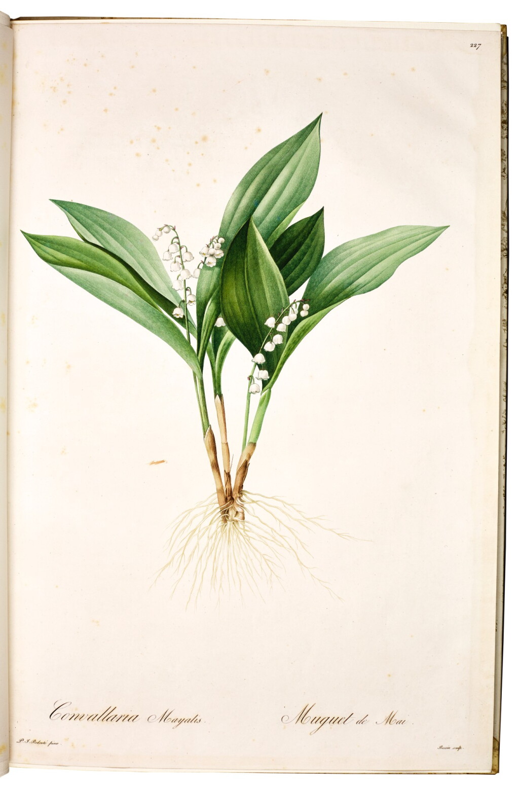 View full screen - View 1 of Lot 40. Sitwell and Madol | Album de Redouté, 1954.