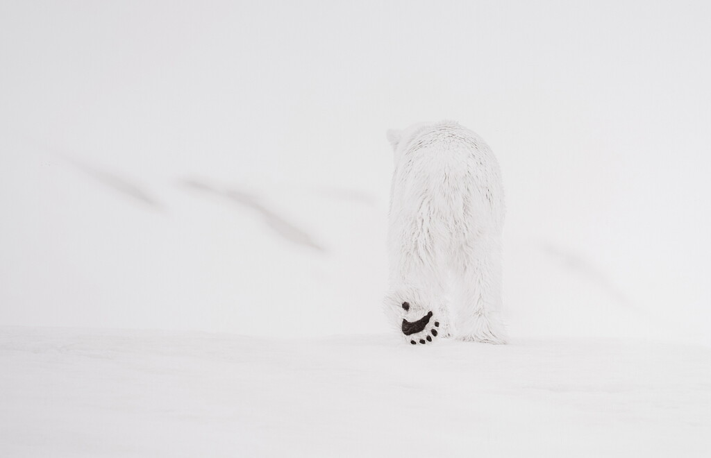 View full screen - View 1 of Lot 204. 78 Degrees North, Svalbard, Norway.