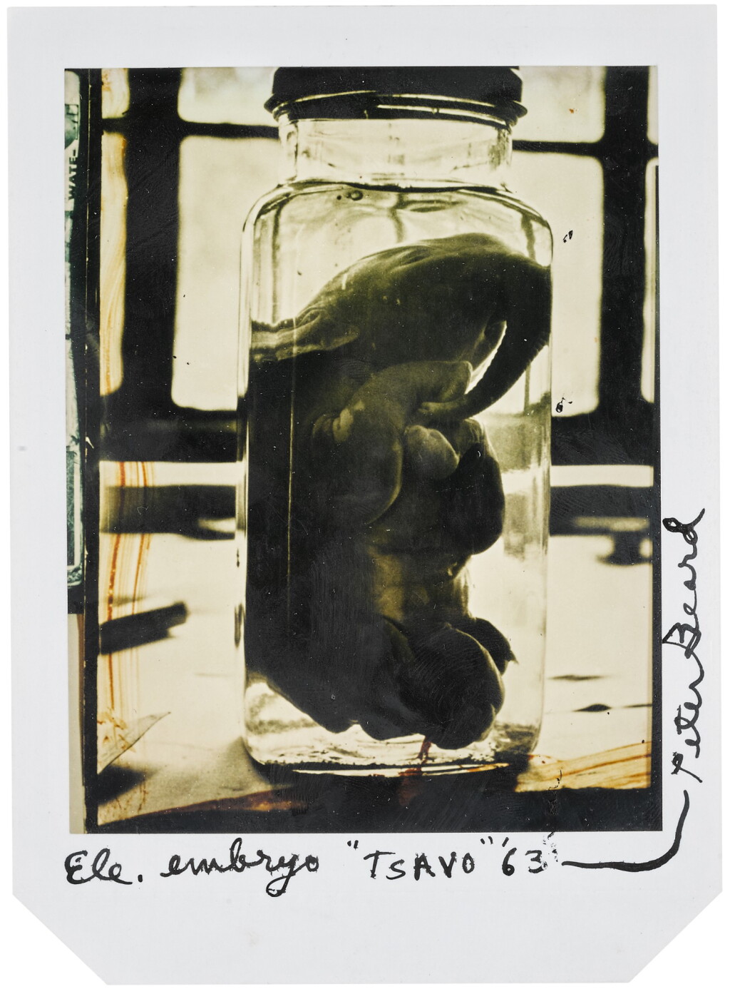 View full screen - View 1 of Lot 134. PETER BEARD | 'ELEPHANT EMBRYO', TSAVO, 1963 .