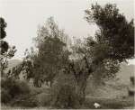 'Broken Trees Next to Box Springs Mountains, East of Riverside, California'