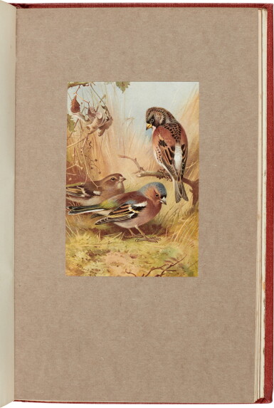 View full screen - View 1 of Lot 210. Archibald Thorburn | British Birds, New Edition, 4 volumes, London: Longmans, Green and Co., 1925-26, limited edition.