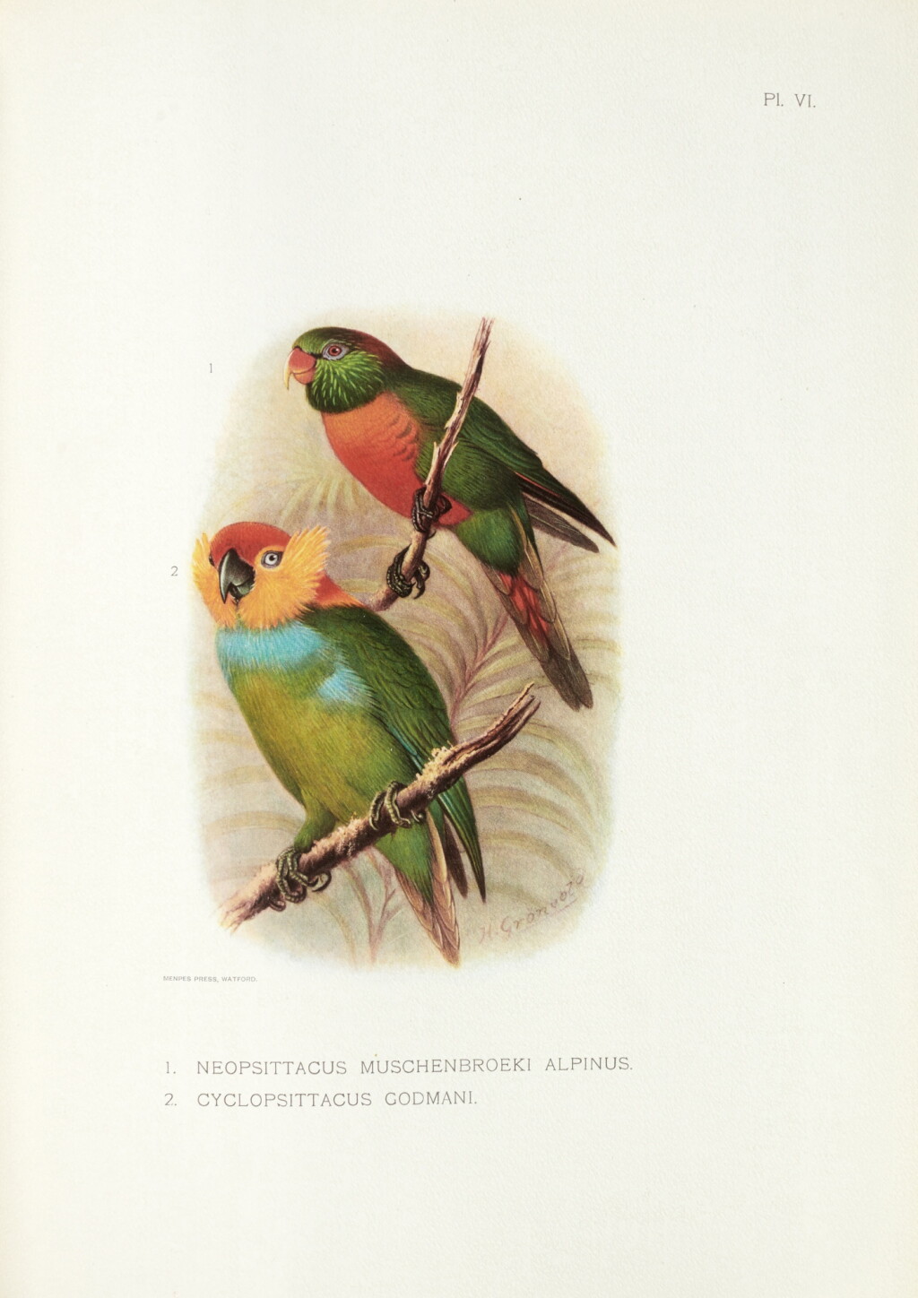 View full screen - View 1 of Lot 278. British Ornithologists' Union | Reports on the collections... in Dutch New Guinea, London, 1916, half morocco.