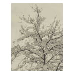 Snow-Covered Tree