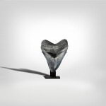 Megalodon Shark Tooth