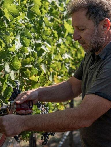 View full screen - View 1 of Lot 176. Carte Blanche Wine, Historic Hopper, Cabernet Sauvignon, Oakville, 2024 (240 BT) .