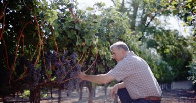 View full screen - View 1 of Lot 51. William Cole Vineyards | A Vertical and More of William Cole (6 BT, 1 MAG).